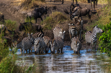Fototapeta na wymiar Gnus und Zebras an einem Wasserloch