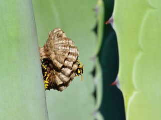 Small wasp nest amidst agave leaves