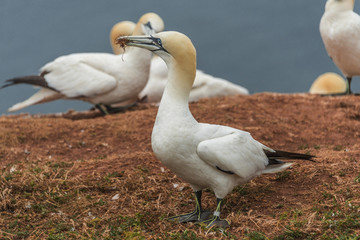 Behavior of wild migrating gannets at island Helgoland, Germany,