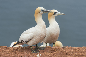 Behavior of wild migrating gannets at island Helgoland, Germany,