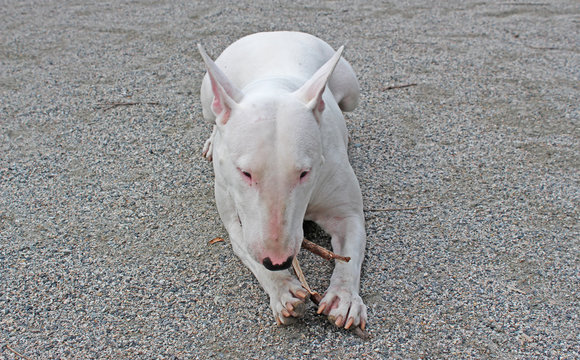 White English Bull Terrier chewing on a stick