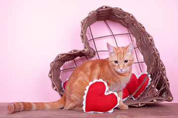 Valentine pet cat with hearts for Valentine's Day