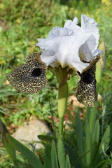nazareth iris - iris flower leopard coloring