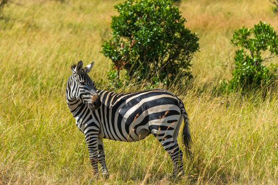 Zebra in der Landschaft