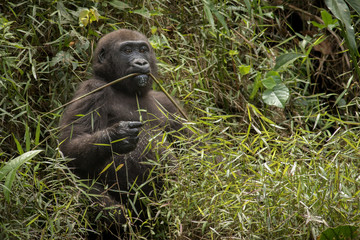 lowland gorilla in Congo/lowland gorilla in Congo - obrazy, fototapety, plakaty