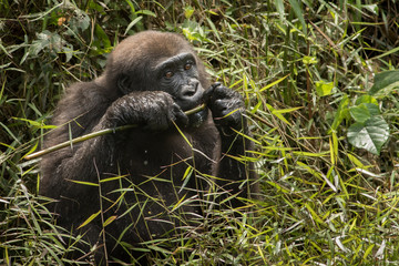 lowland gorilla in Congo/lowland gorilla in Congo