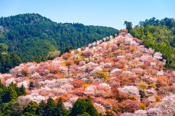 Fototapeta premium Yoshinoyama, Nara, Japan