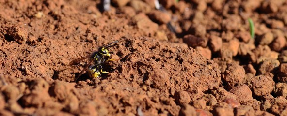 Worker wasp, Vespula germanica