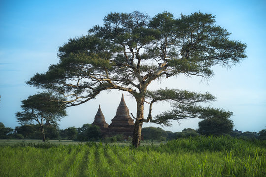 Templo y campos de arroz