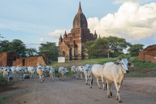 Templo y vacas