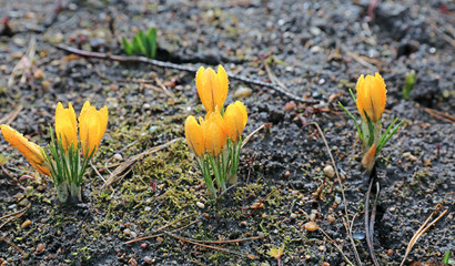 Flowers of yellow crocuses in early spring