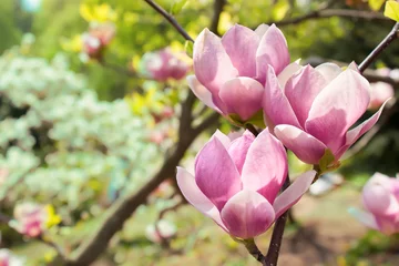 Fotobehang bloeiende magnoliaboom © katyamaximenko