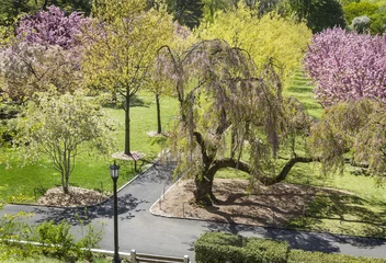 Cercles muraux Fleur de cerisier Botanic Garden Cherry Pathways
