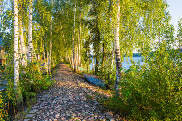 Birch alley in the morning sun.