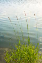 Bright green shrub sedge on a background of water.