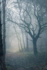 misty spooky forest