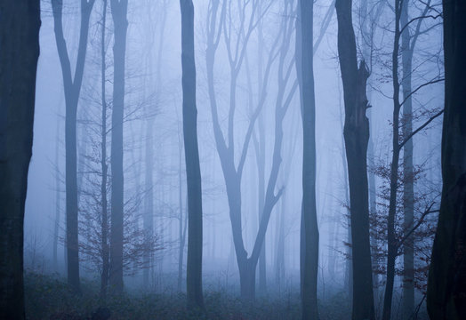 Fototapeta tree trunks in blue misty forest