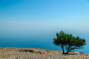 Fototapeta na wymiar Lonely green tree on the edge of a cliff on the background sea