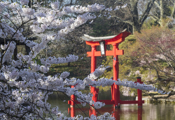 Cherry Blossoms and Shinto Shrine