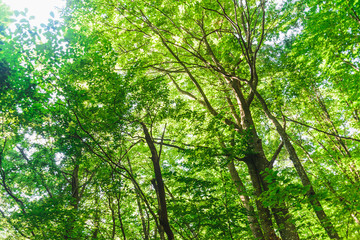 Obraz premium Green forest with ray of light