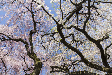 Cherry Tree SKy Silhouette