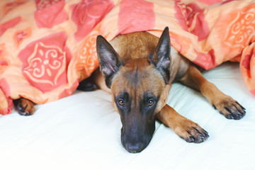 Belgian Shepherd dog Malinois lying on owner's bed