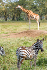 Fototapeta premium Zebras und Giraffe