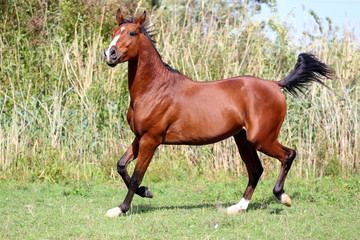 Beautiful arabian breed horse running on the field