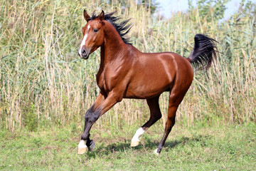 Beautiful purebred horse running on the field summertime