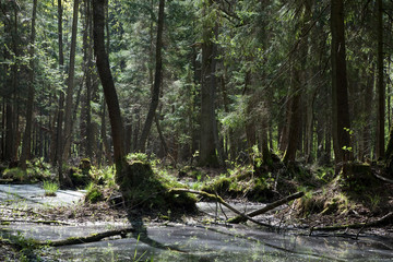 Springtime alder-bog stand