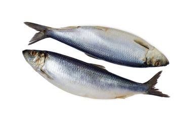 Two whole herring  isolated
