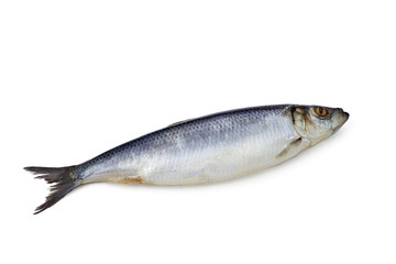 herring on a white background isolated