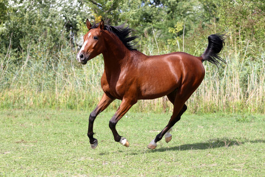 Beautiful stallion galloping on summer pasture