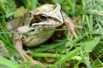 frog sitting in green grass