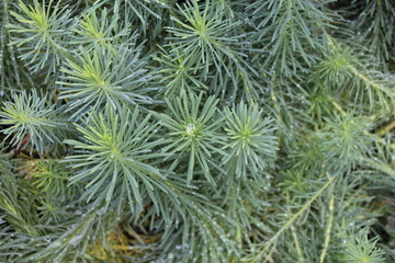 Green decorative grass, with drops after rain.