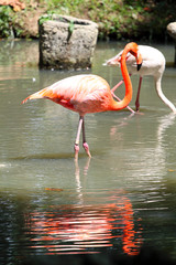 Flamingo..