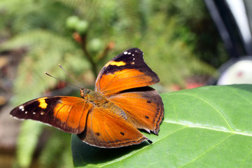 Butterfly..