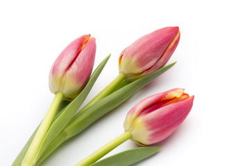 Fototapeta premium Tulips on the white background.