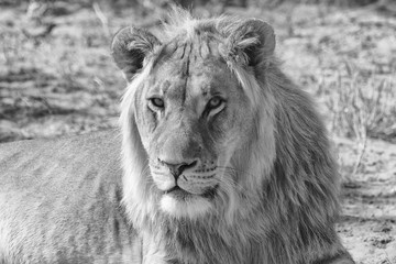 portrait of a lion at kgalagadi