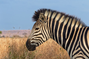 Fototapeta na wymiar zebra at kruger national park