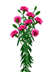 Bouquet of flowers carnation. Flowers isolated on white backgrou