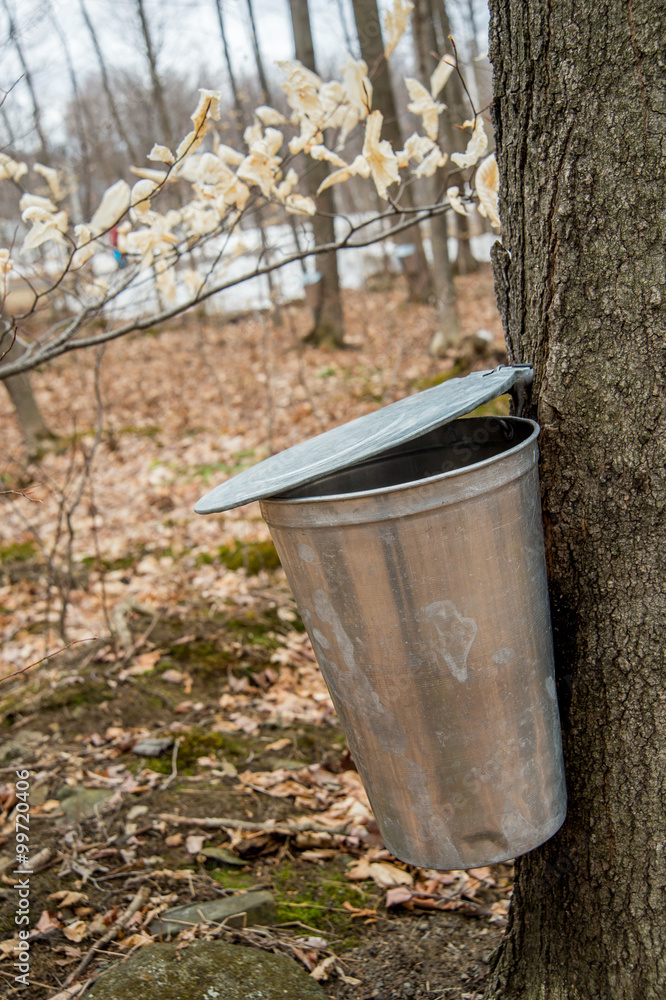 Wall mural pail used to collect sap of maple trees to produce maple syrup i