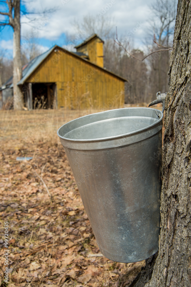 Wall mural pail used to collect sap of maple trees to produce maple syrup i