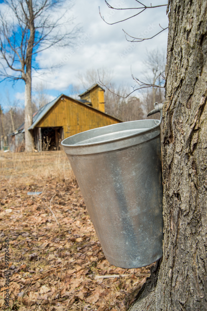 Wall mural pail used to collect sap of maple trees to produce maple syrup i