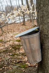 Pail used to collect sap of maple trees to produce maple syrup i