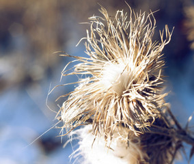 Closeup of brown thistles in a snowy field
