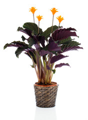 Eternal flame flower (calathea crocata orange) in flowerpot on w