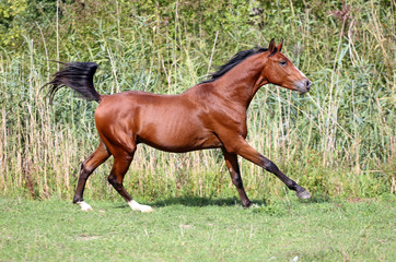 Fototapeta premium Beautiful young arabian stallion galloping on pasture summertime