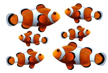 Naklejka premium Clown fish on white background