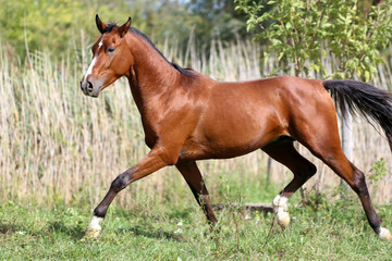 Beautiful young arabian stallion galloping on pasture summertime